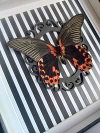 Image 2 of Scarlet Mormon
