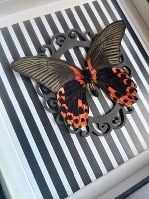 Scarlet Mormon