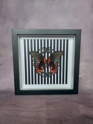 Scarlet Mormon