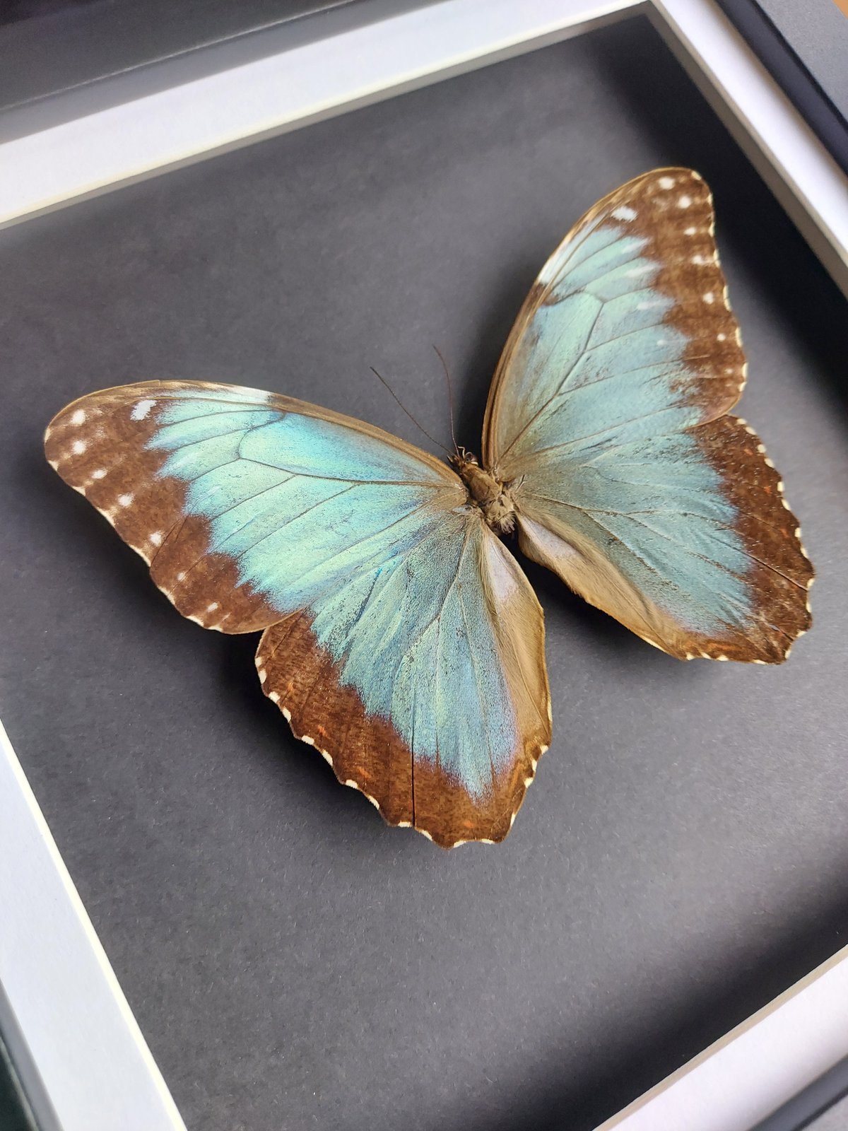 Morpho Helenor | The Dead Curious