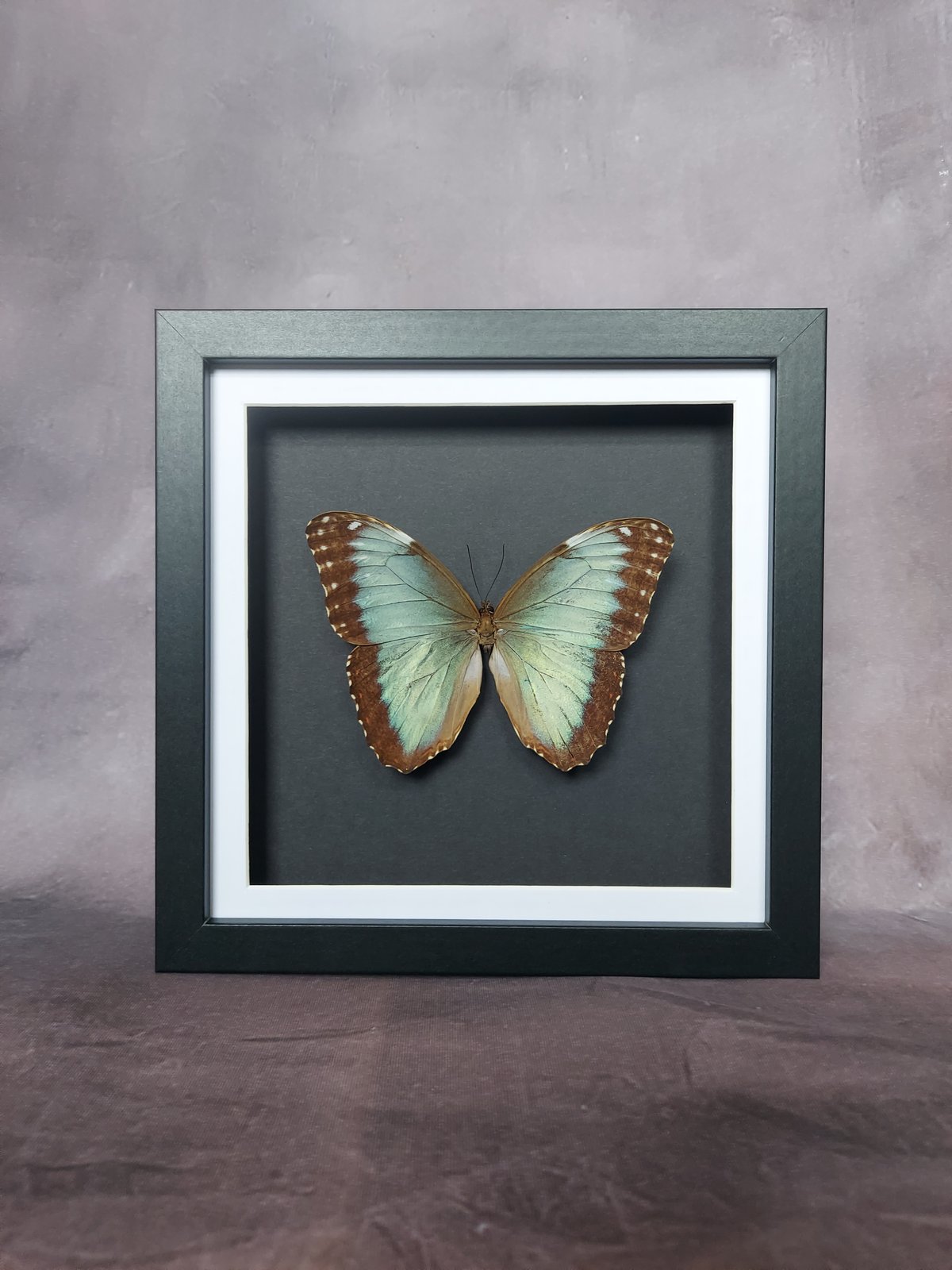 Morpho Helenor | The Dead Curious