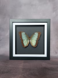 Image 1 of Morpho Helenor