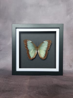 Morpho Helenor