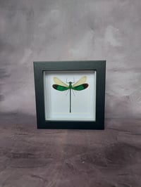 Image 1 of Damselfly 