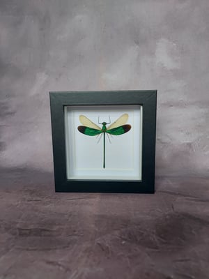 Damselfly 