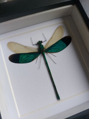 Damselfly 