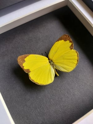 Three Spot Grass Yellow Butterfly