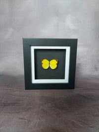 Image 1 of Three Spot Grass Yellow Butterfly