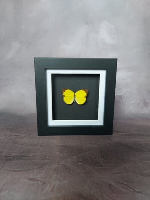 Three Spot Grass Yellow Butterfly