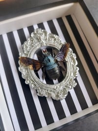 Image 2 of Blue Carpenter Bee