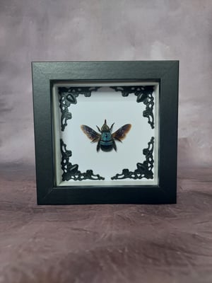 Blue Carpenter Bee #2