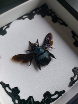 Blue Carpenter Bee #2
