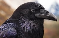 Raven Yosemite