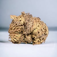 Rose of Jericho (Money, Success, Blessings)