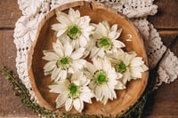 Image 1 of Flowers set
