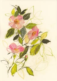 Dog roses no. 3