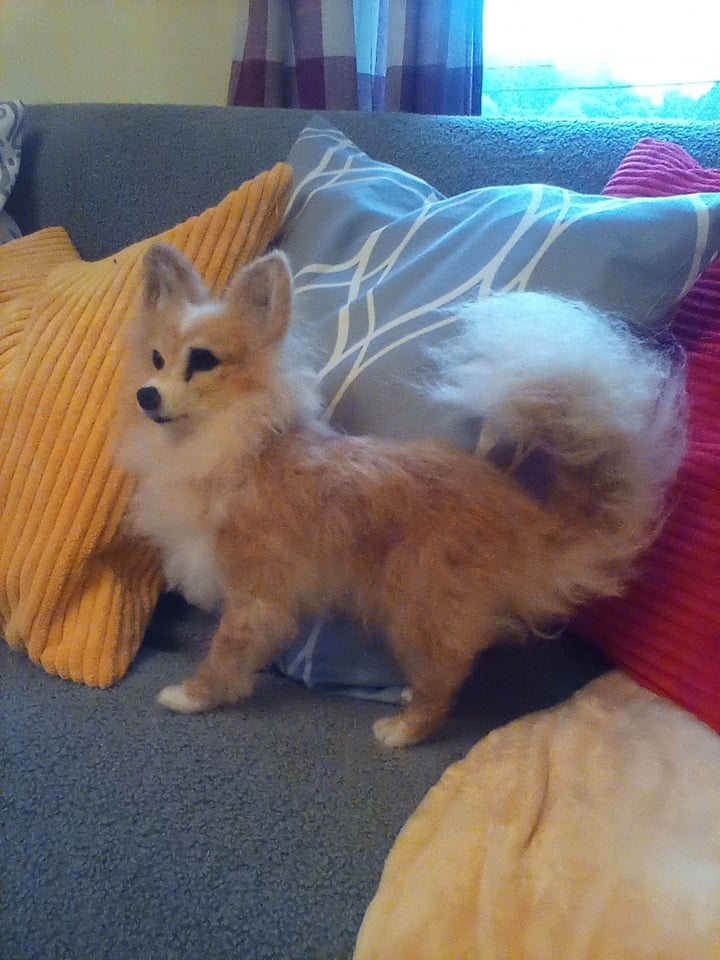 Image of Chihuahua Standing up or laying down (long or short hair)