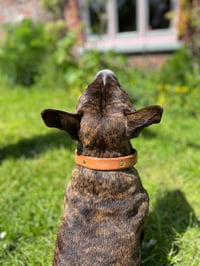 Image 2 of Kipling Collar