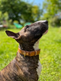 Image 1 of Saddlers’ Collar