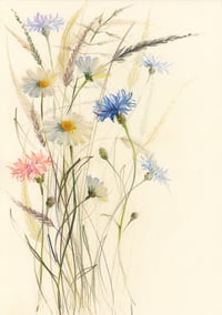 Oxeye daisies no. 3