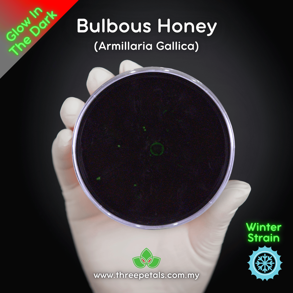 Bulbous Honey (Armillaria Gallica) Live Mycelium Mushroom Culture Spawn Seed
