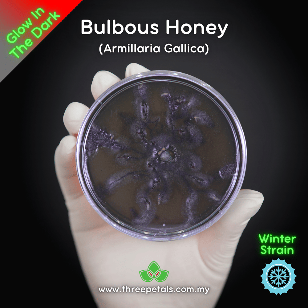 Bulbous Honey (Armillaria Gallica) Live Mycelium Mushroom Culture Spawn Seed