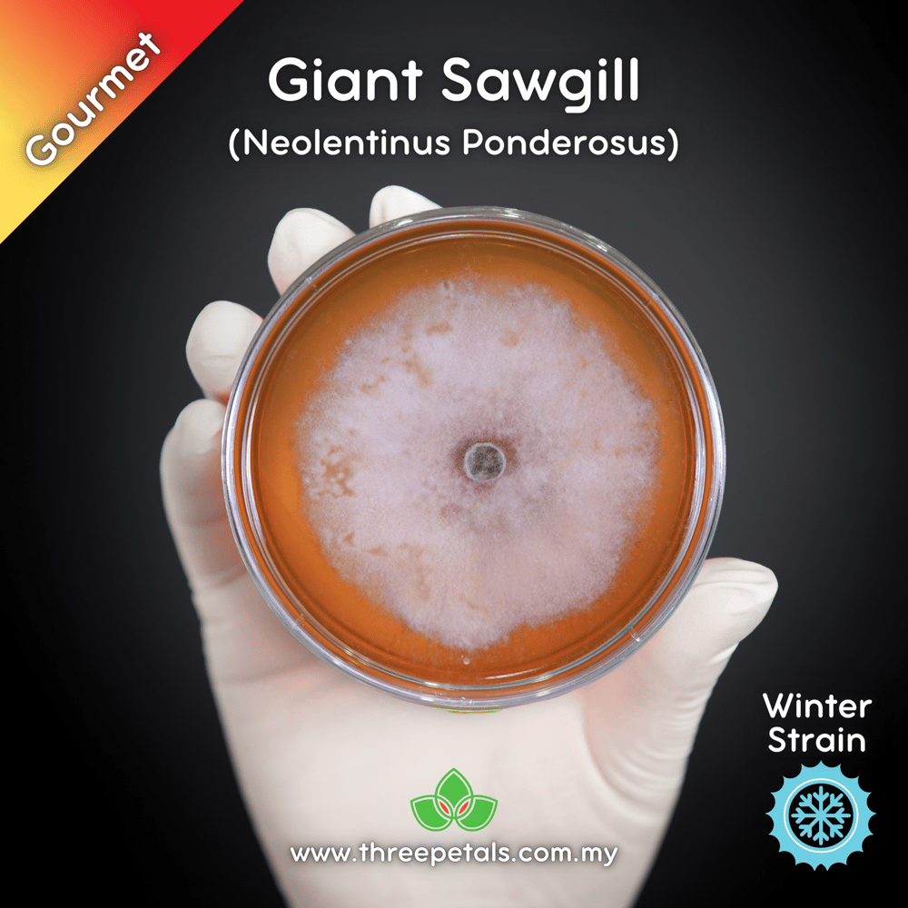 Giant Sawgill (Neolentinus Ponderosus) Live Mycelium Mushroom Culture Spawn Seed