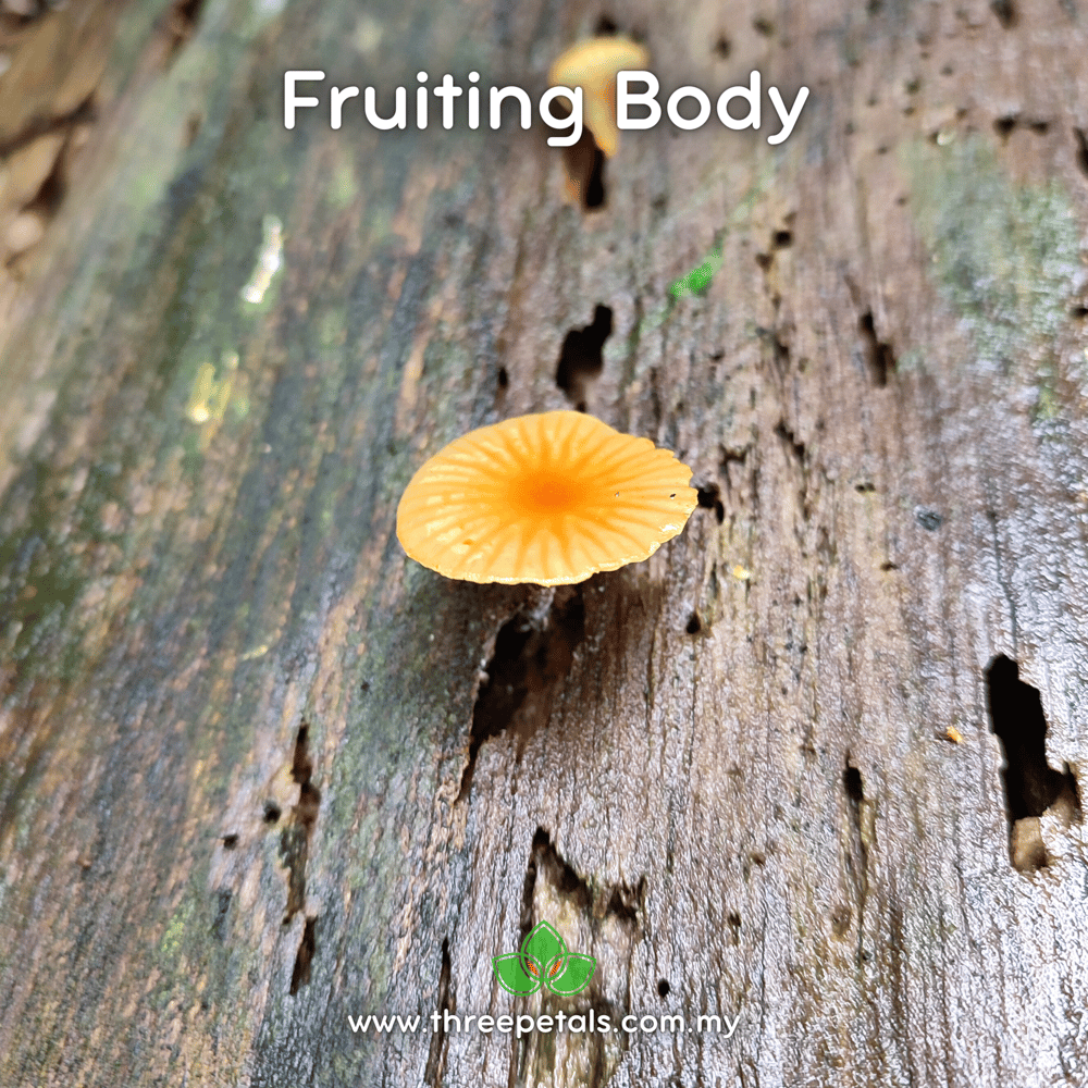 Orange Faint Foot (Heimiomyces Tenuipes) Live Mycelium Mushroom Culture Spawn Seed