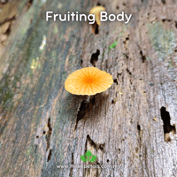 Image 2 of Orange Faint Foot (Heimiomyces Tenuipes) Live Mycelium Mushroom Culture Spawn Seed