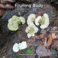 Image 2 of Hairy Bracket (Trametes CF Hirsuta) Live Mycelium Mushroom Culture Spawn Seed