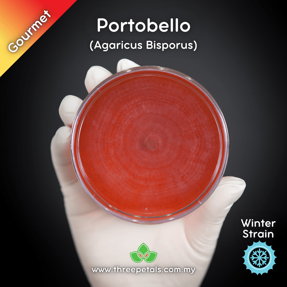Portobello (Agaricus Bisporus) Live Mycelium Mushroom Culture Spawn Seed