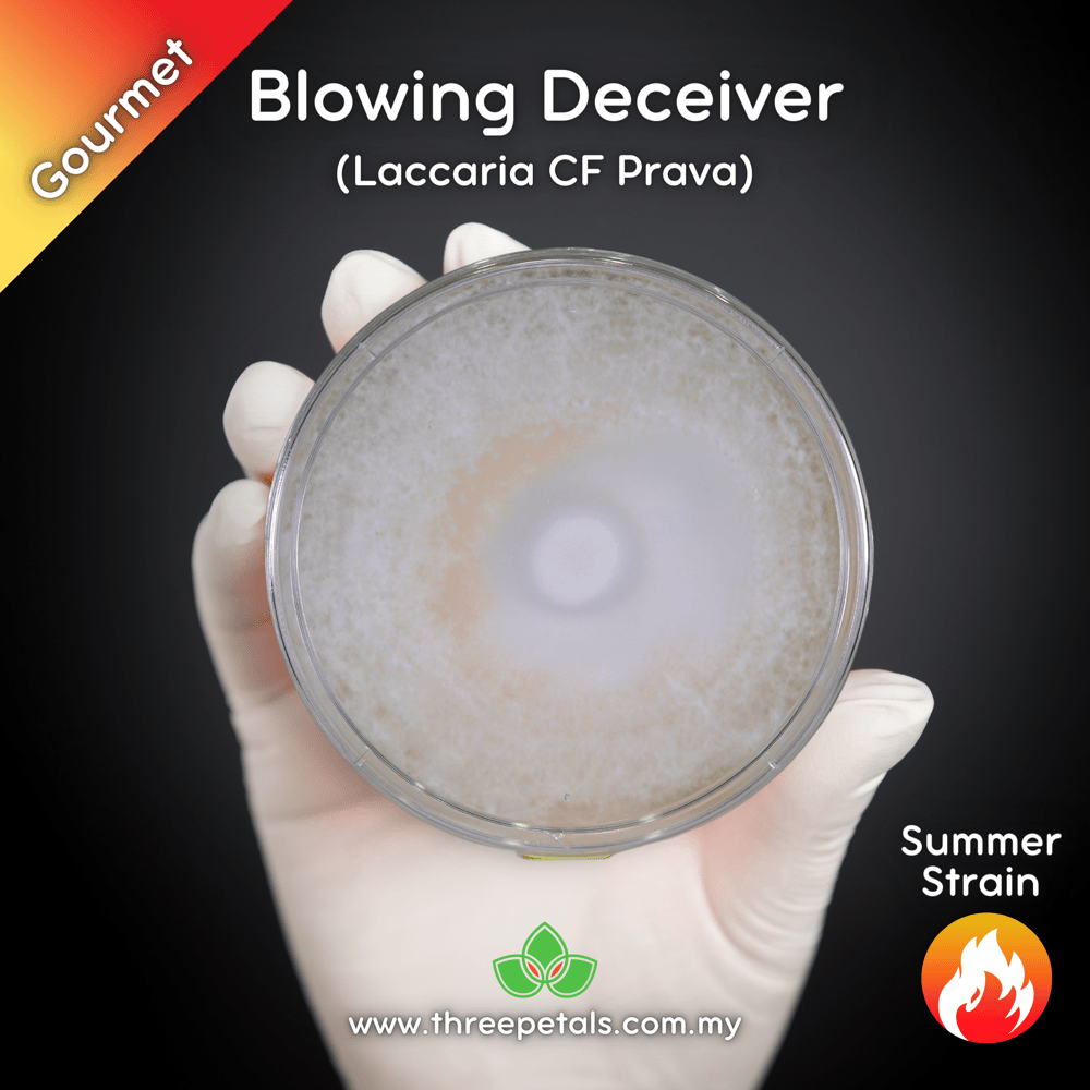 Blowing Deceiver (Laccaria CF Prava) Live Mycelium Mushroom Culture Spawn Seed