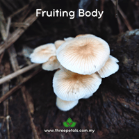 Image 2 of Peach Faint Foot (Heimiomyces Sp.) Live Mycelium Mushroom Culture Spawn Seed