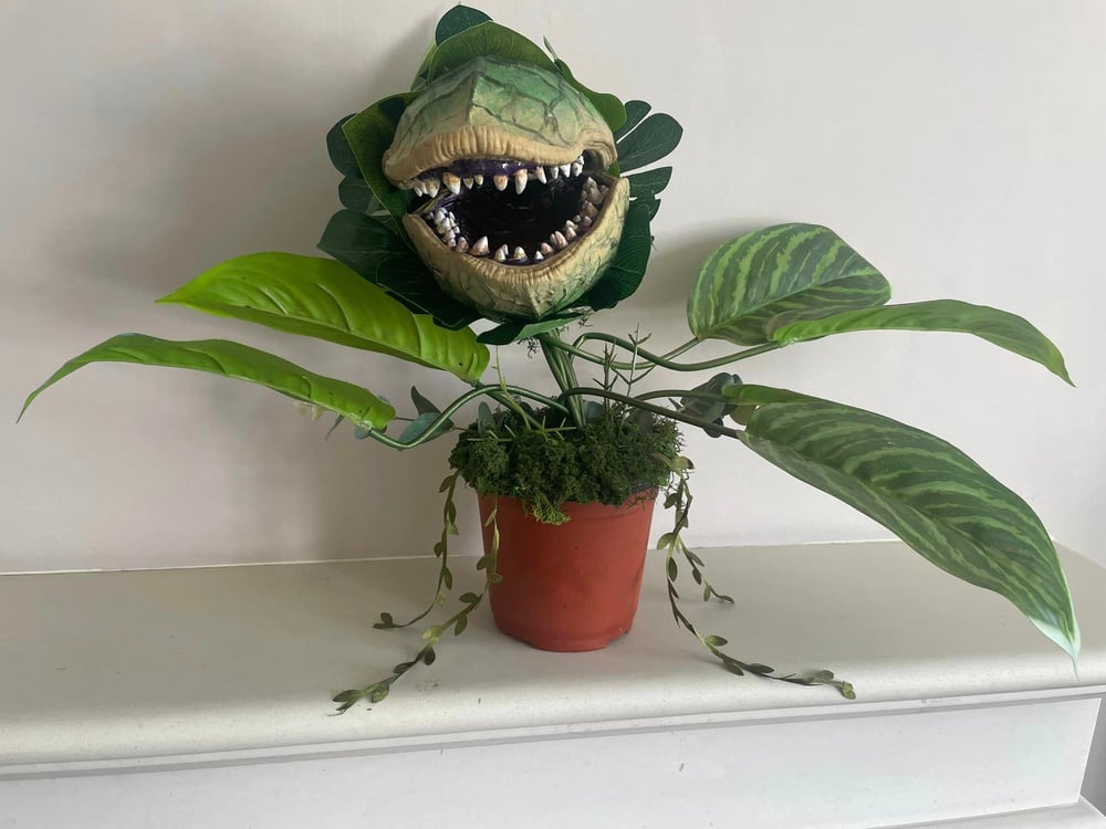 Image of Large Audrey 2 plant 