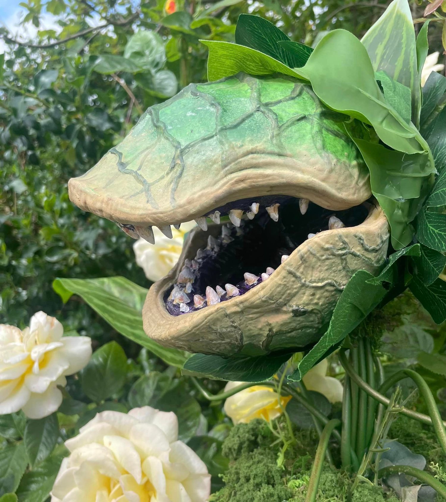 Image of Large Audrey 2 plant 