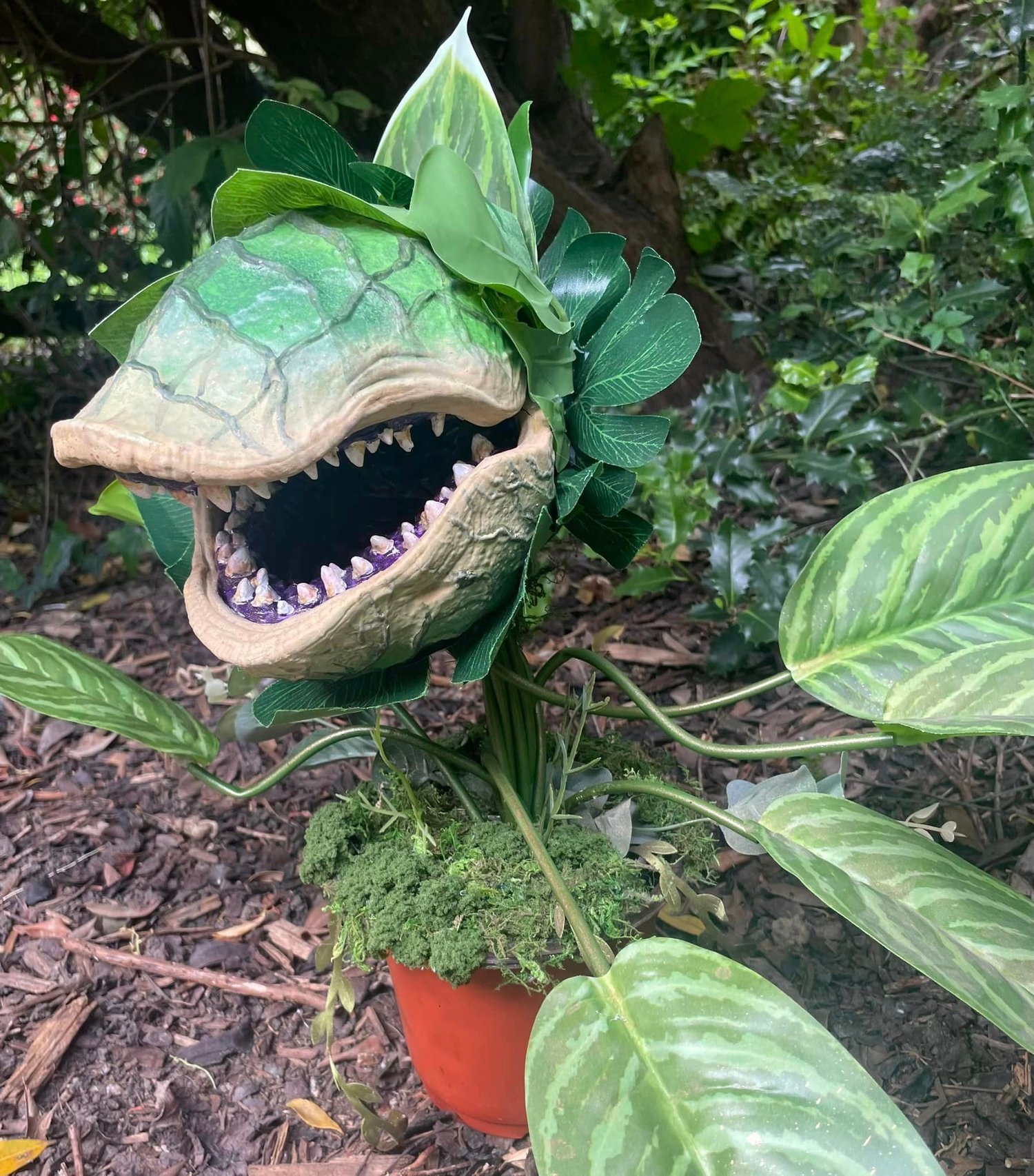 Image of Large Audrey 2 plant 