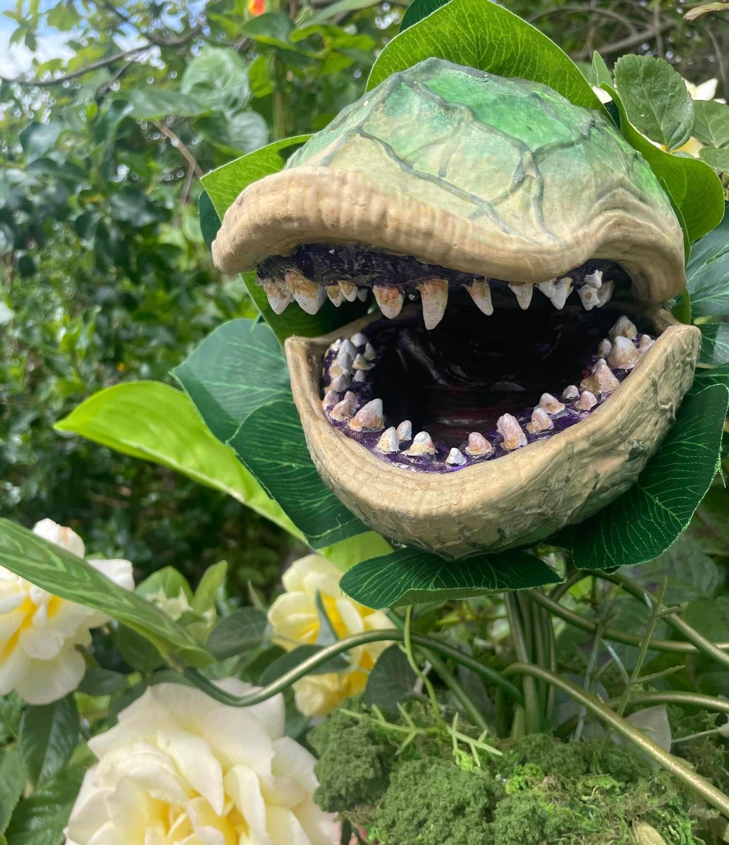 Image of Large Audrey 2 plant 