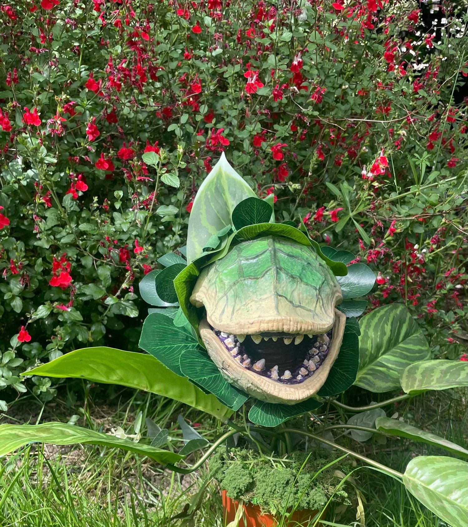 Image of Large Audrey 2 plant 