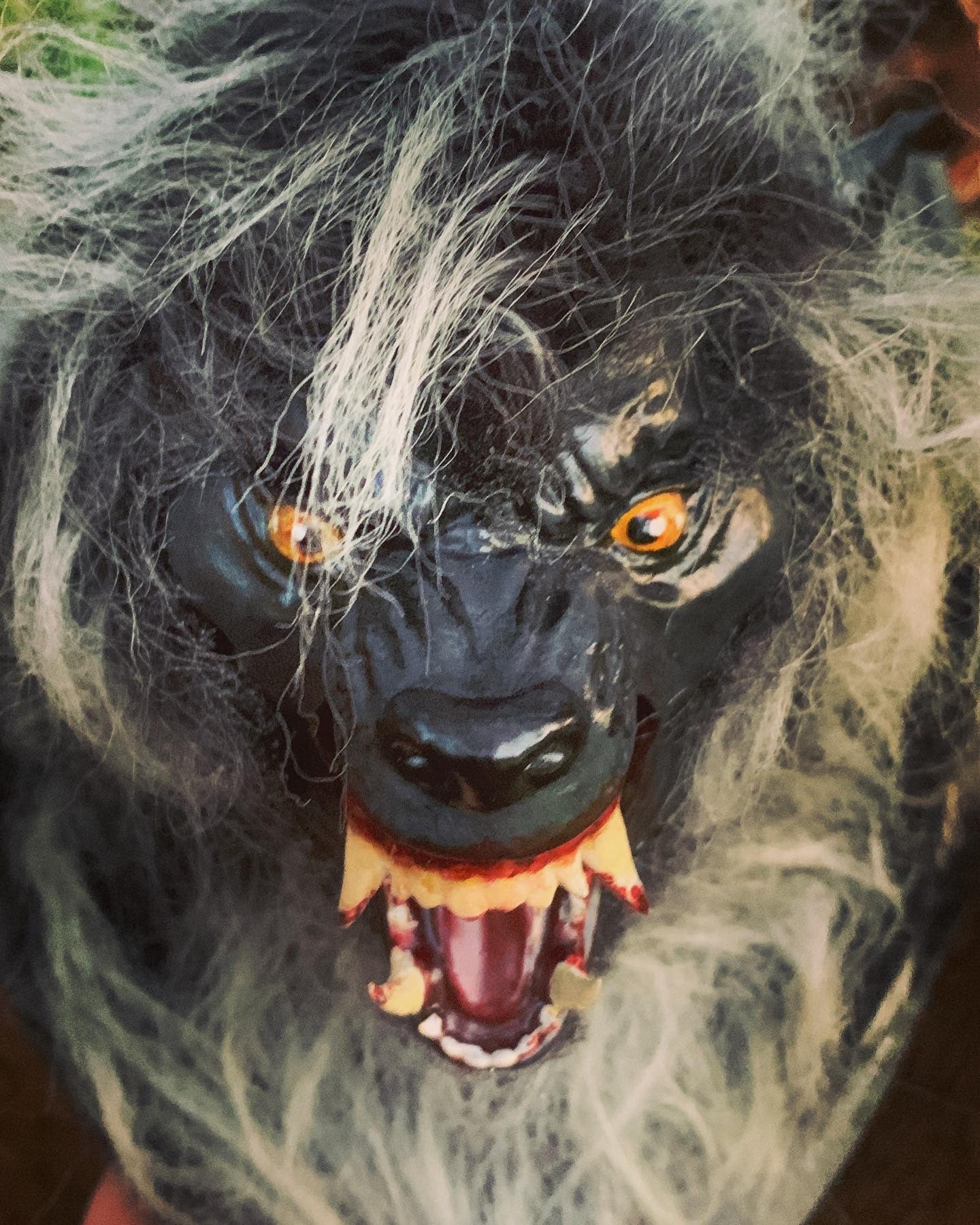 Image of American werewolf in London bust