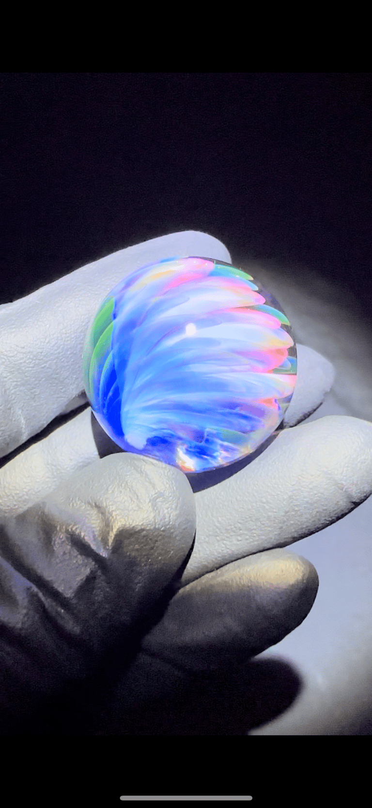 Opal anemone  Image 5