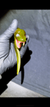 Snake dabber Image 2