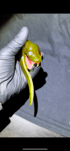 Snake dabber Image 5