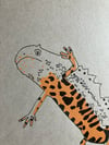 Great Crested Newts Print