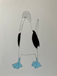 Image 4 of Blue-Footed Booby Print