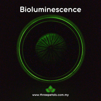 Image 3 of Night Fire (Mycena Noctilucens) Live Mycelium Mushroom Culture Spawn Seed