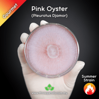 Image 1 of Pink Oyster (Pleurotus Djamor) Live Mycelium Mushroom Culture Spawn Seed