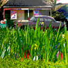 Greeting Cards Cuba Scenes No.2 Set of 4 