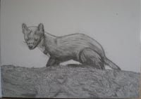 Pine Marten drawing 