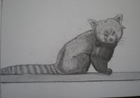 Red Panda drawing 