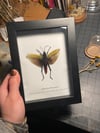 Grasshopper 